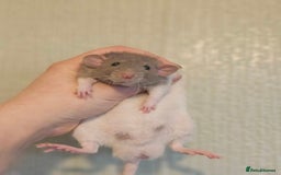 Rat rodents for sale: Deansfield Rattery - Rex, Dumbo, Double Rex - Advert 6