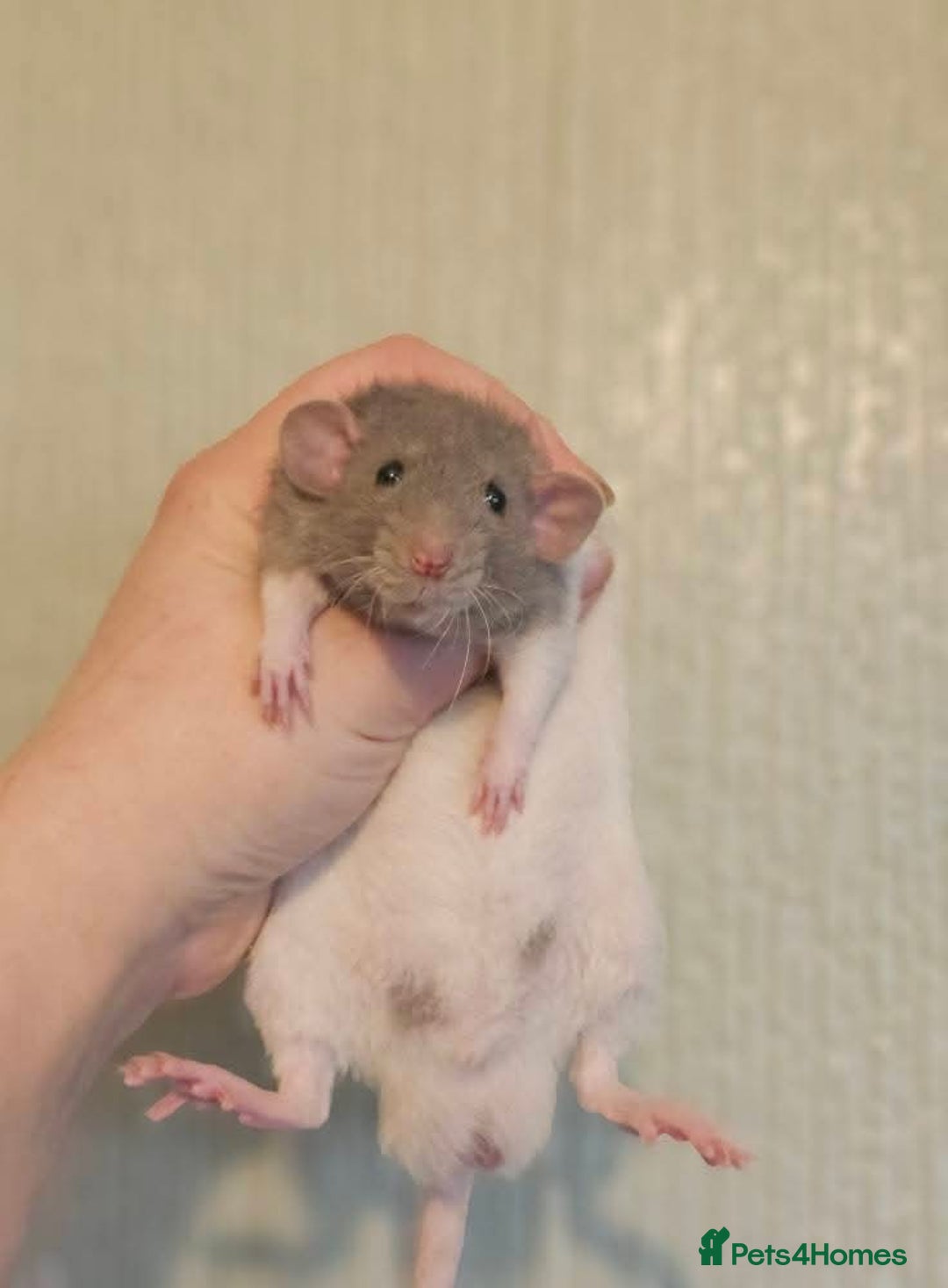 Rat rodents for sale: Deansfield Rattery - Rex, Dumbo, Double Rex - Advert 6