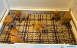 Labrador Retriever dogs for sale: Red fox / yellow KC Registered Labradors - Image 8