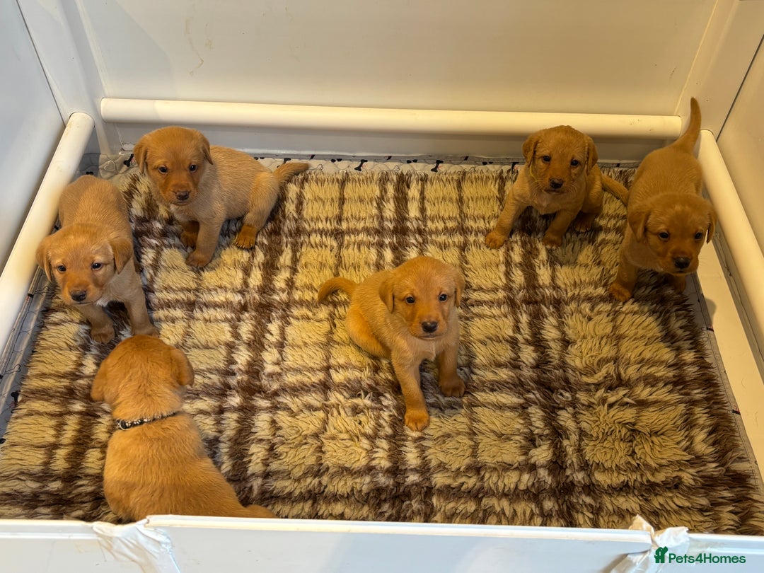Labrador Retriever dogs for sale: Red fox / yellow KC Registered Labradors - Image 8