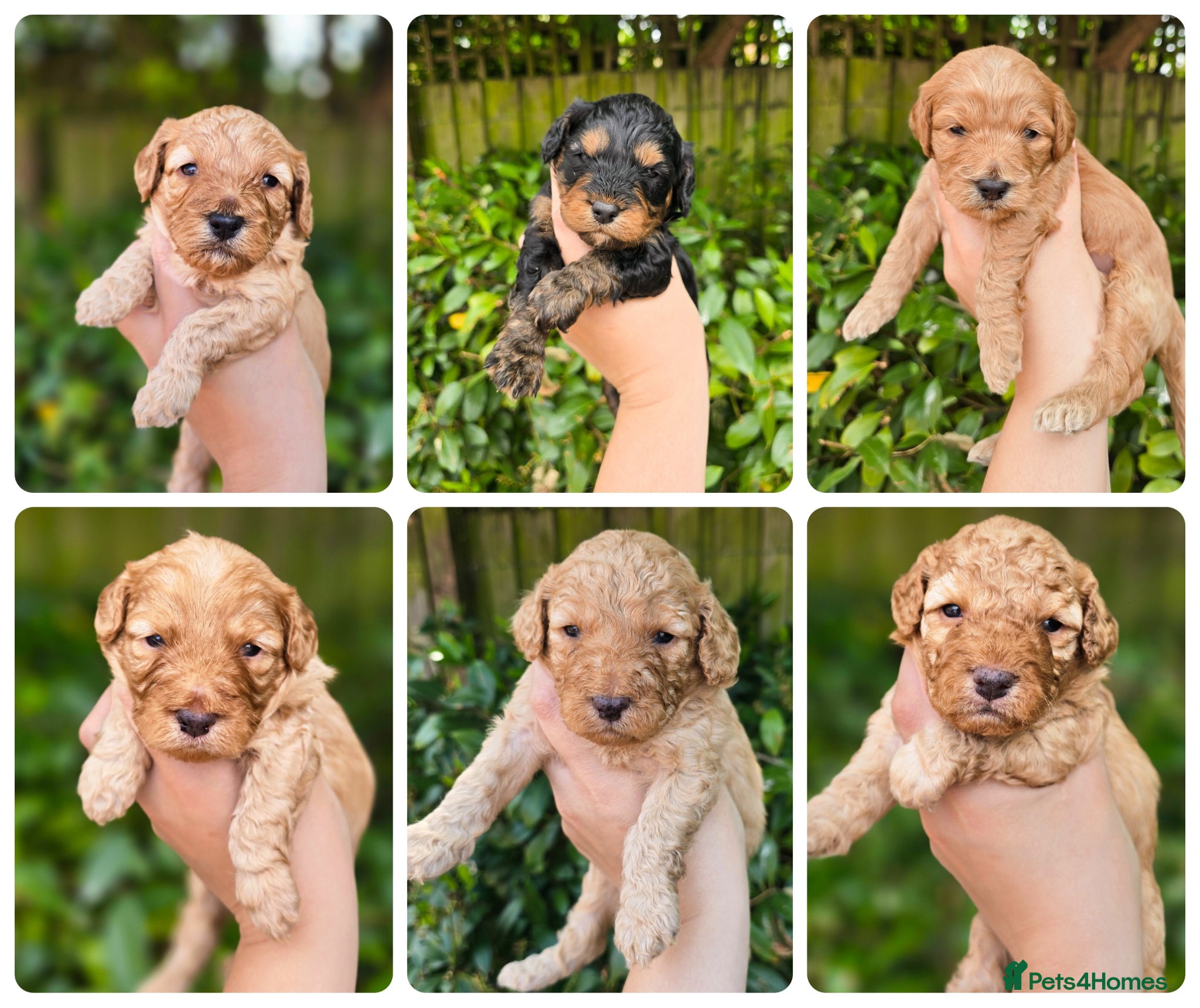 Cockapoo dogs Beautiful litter of F1b Cockapoo pups - Advert 4