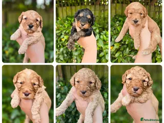 Cockapoo dogs Beautiful litter of F1b Cockapoo pups - Advert 4