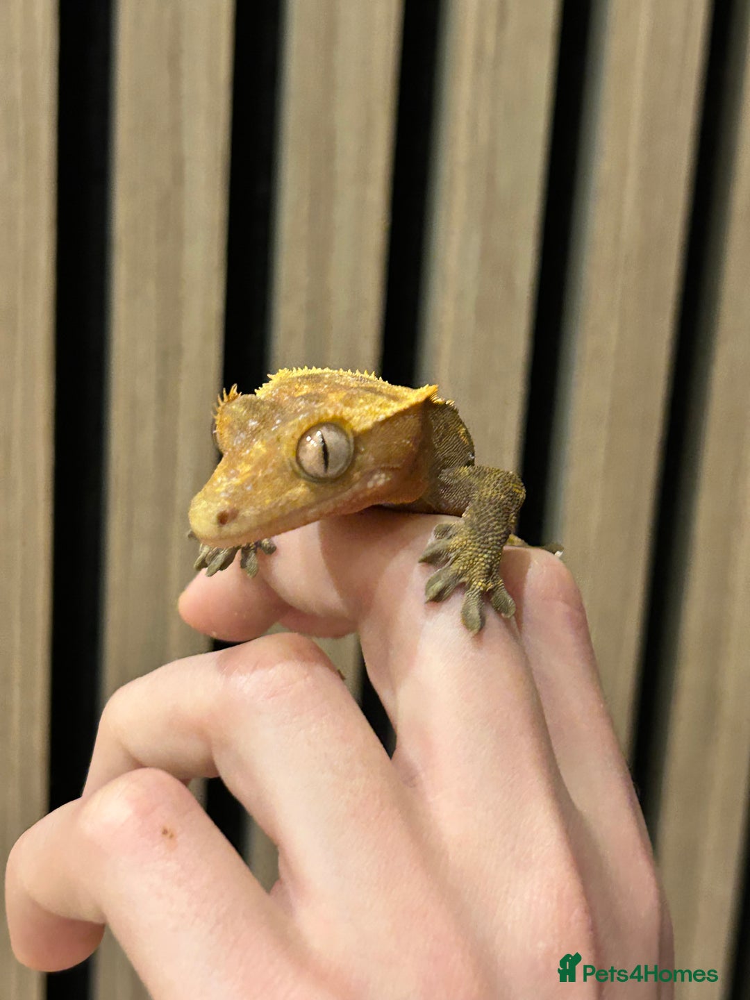 Gecko reptiles for sale: Crested Geckos X2 And full Bioactive Setup  - Advert 3