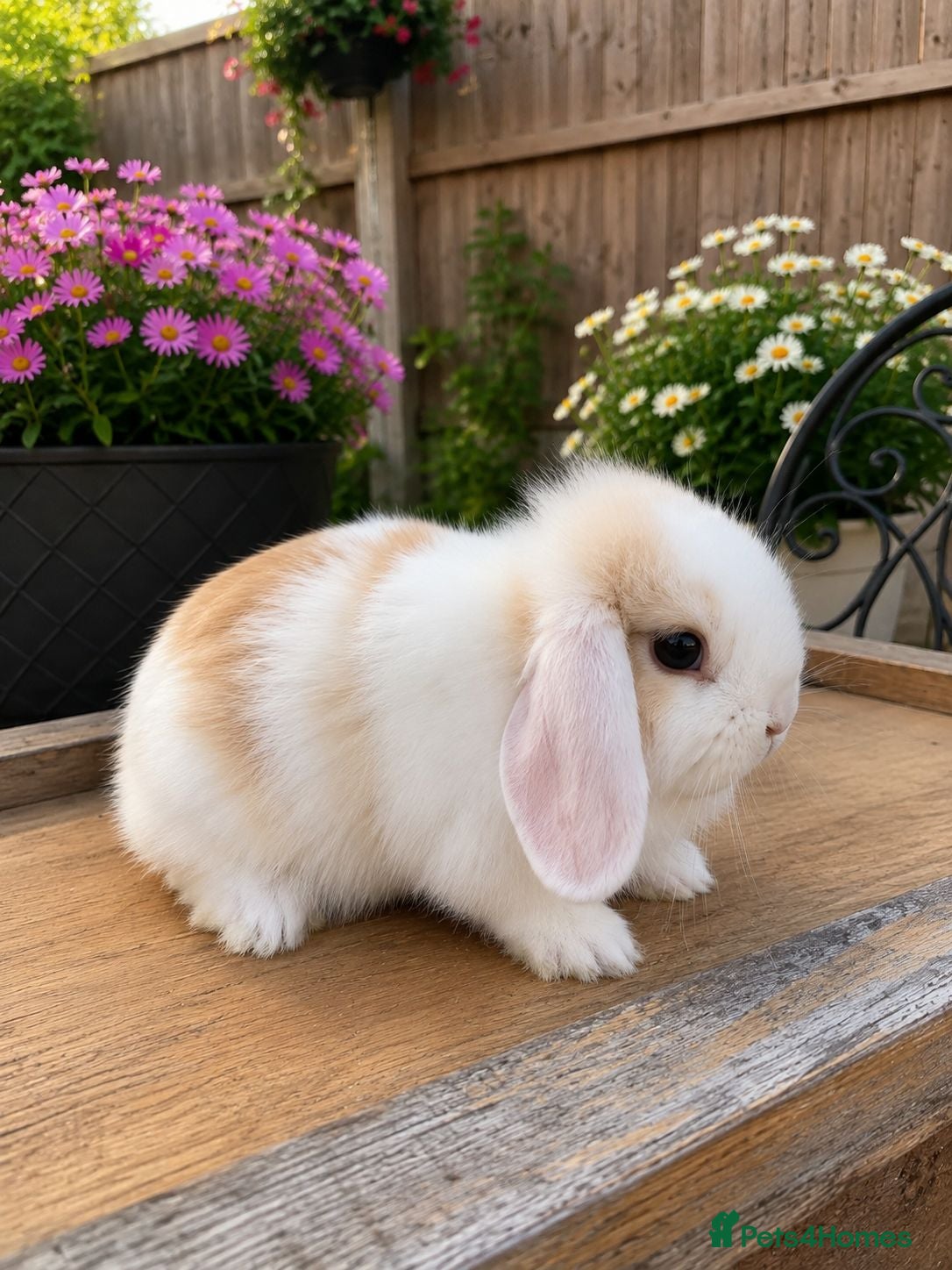 Mini Lop rabbits Minilop bunnies  - Advert 1