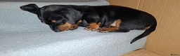 Miniature Dachshund dogs for sale: Miniature Dachshunds  - Advert 21