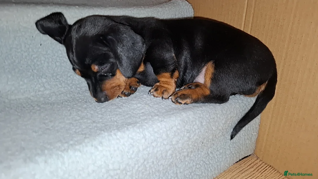 Miniature Dachshund dogs for sale: Miniature Dachshunds  - Advert 21