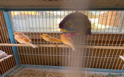 Canaries birds for sale: Red Factor Canaries - Image 2