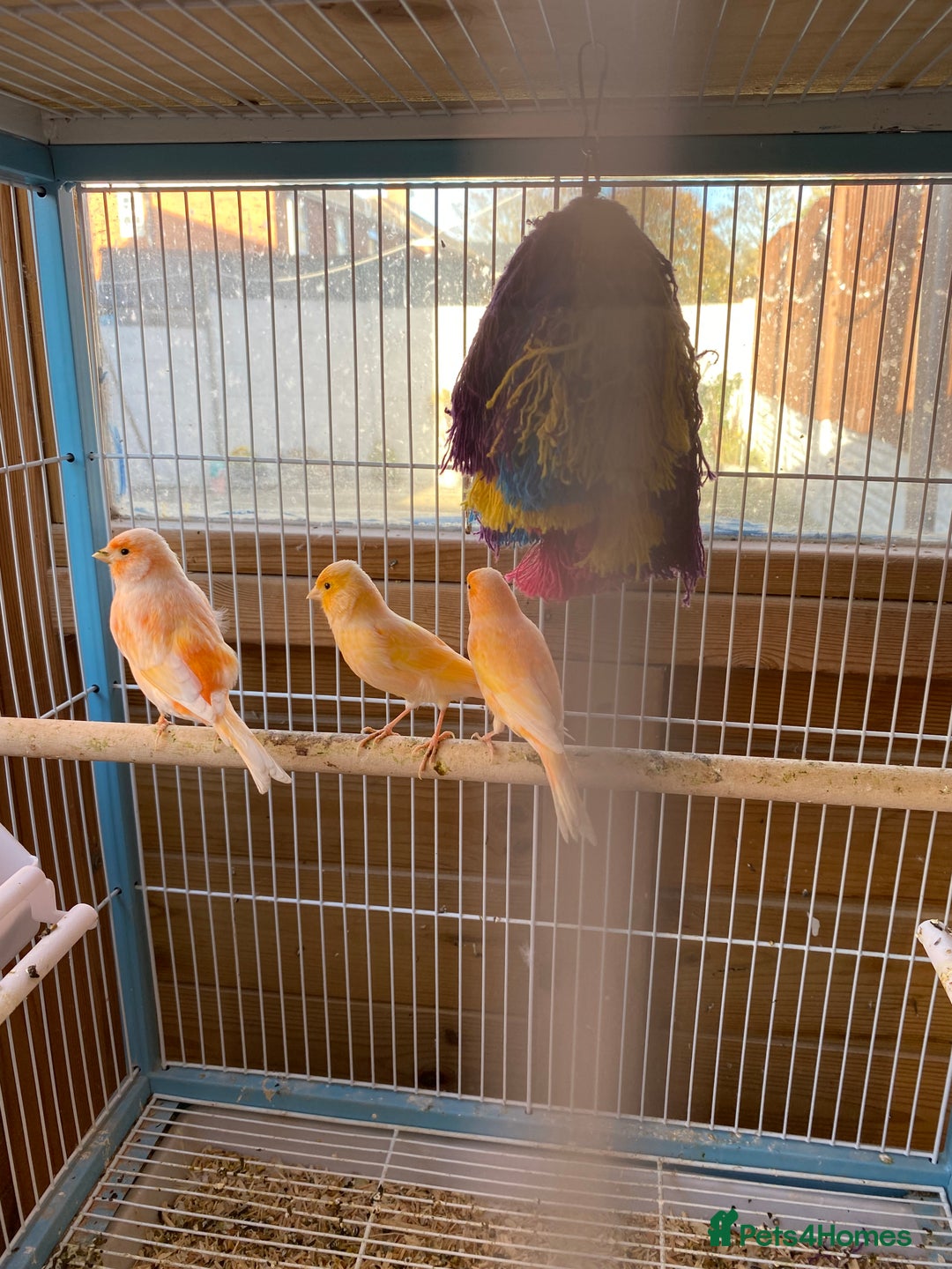 Canaries birds for sale: Red Factor Canaries - Image 2