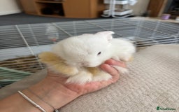 Dwarf Lop rabbits for sale: Baby bunnies - Image 6