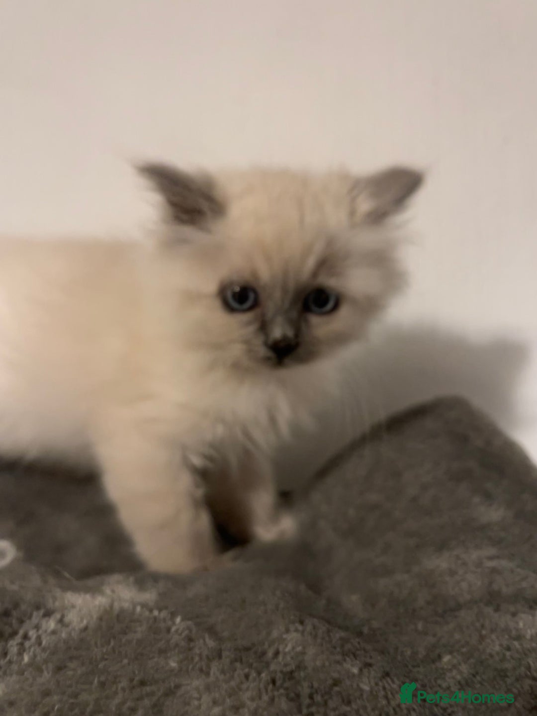 Ragdoll cats for sale: 5 Gorgeous TICA Ragdoll Kittens - Image 4