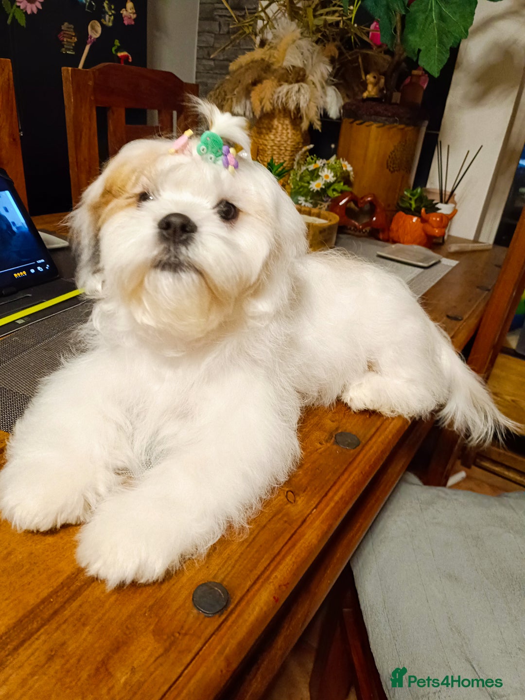 Bichon Frise dogs for sale: Bichon girl - Image 3
