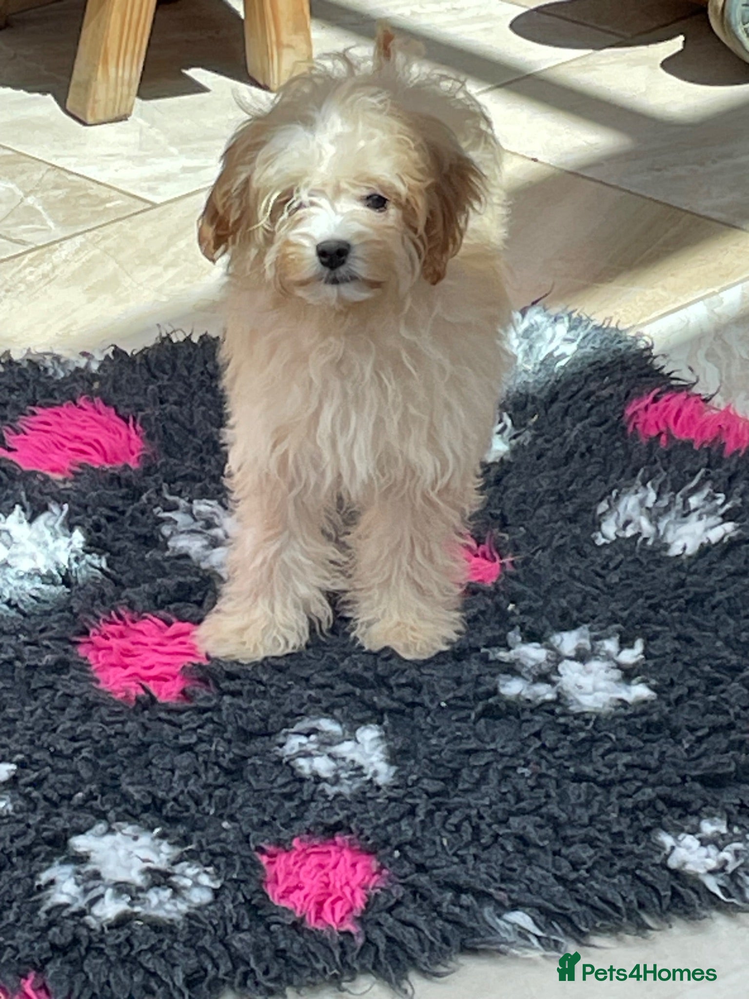 Cavapoo dogs Girls and boys available  - Advert 2