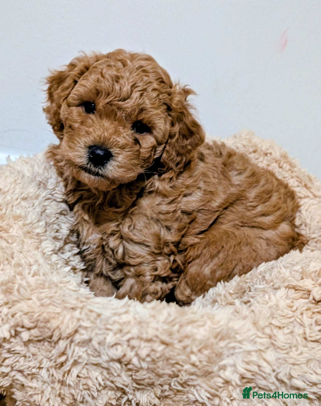 Shihpoo dogs for sale: F1b Shipoo Puppies  - Image 6