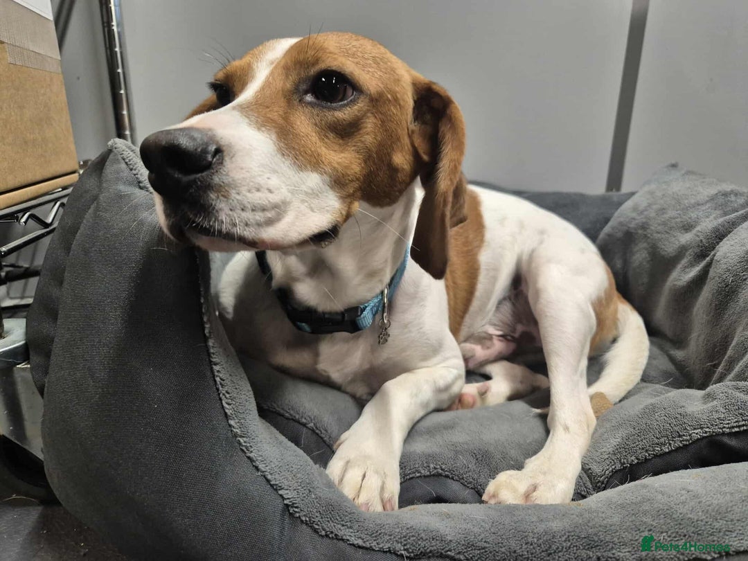 Beagle dogs for adoption: DOUG – 2 years old, Male, Beagle Boy - Advert 7
