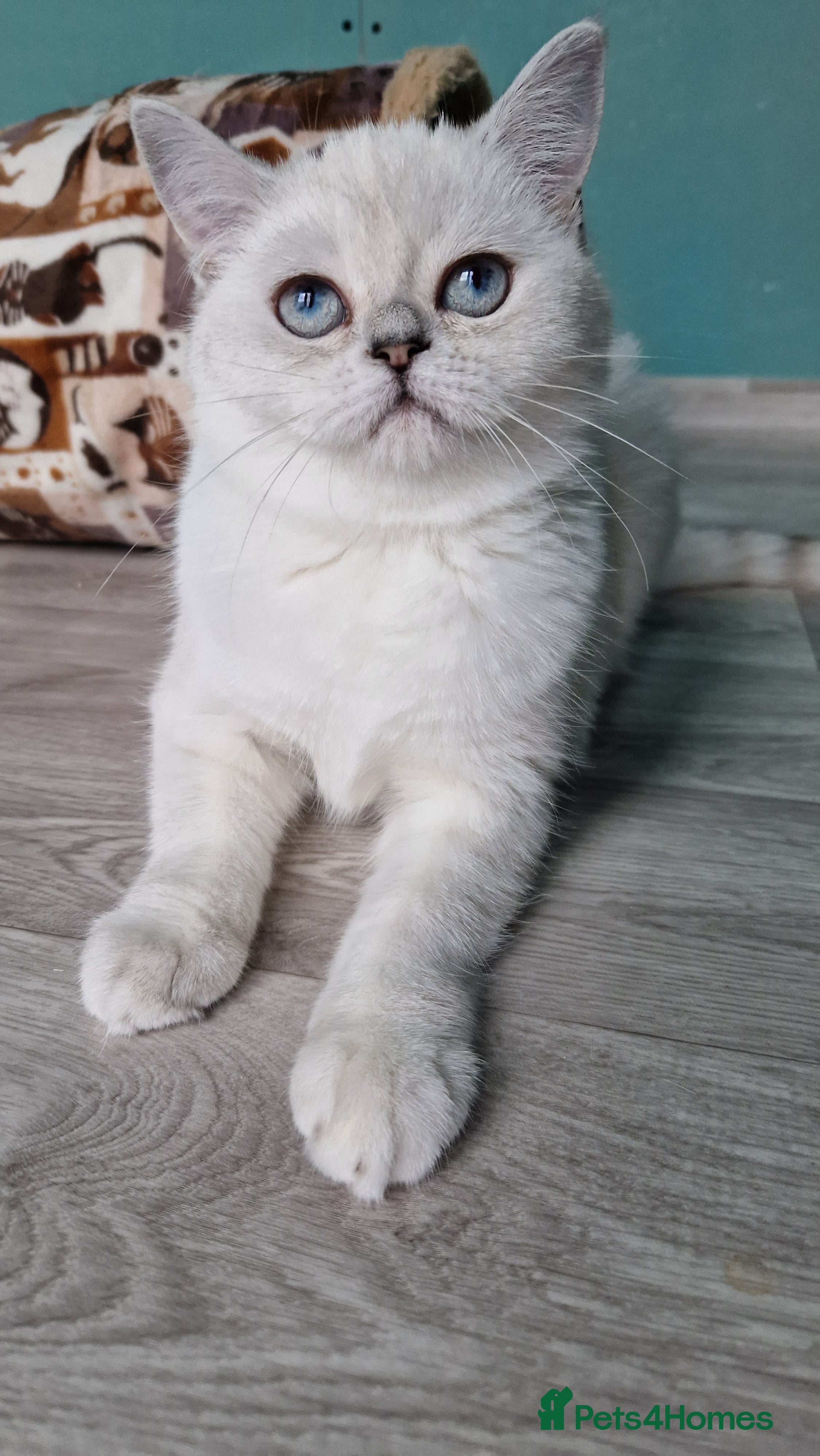 Scottish Fold cats Scottish straight girl❤️,looking for a sweet🏠 - Advert 11
