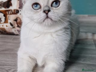 Scottish Fold cats Scottish straight girl❤️,looking for a sweet🏠 - Advert 10