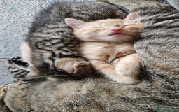 Bengal cats for sale: Beautiful Kittens for Sale - Image 11