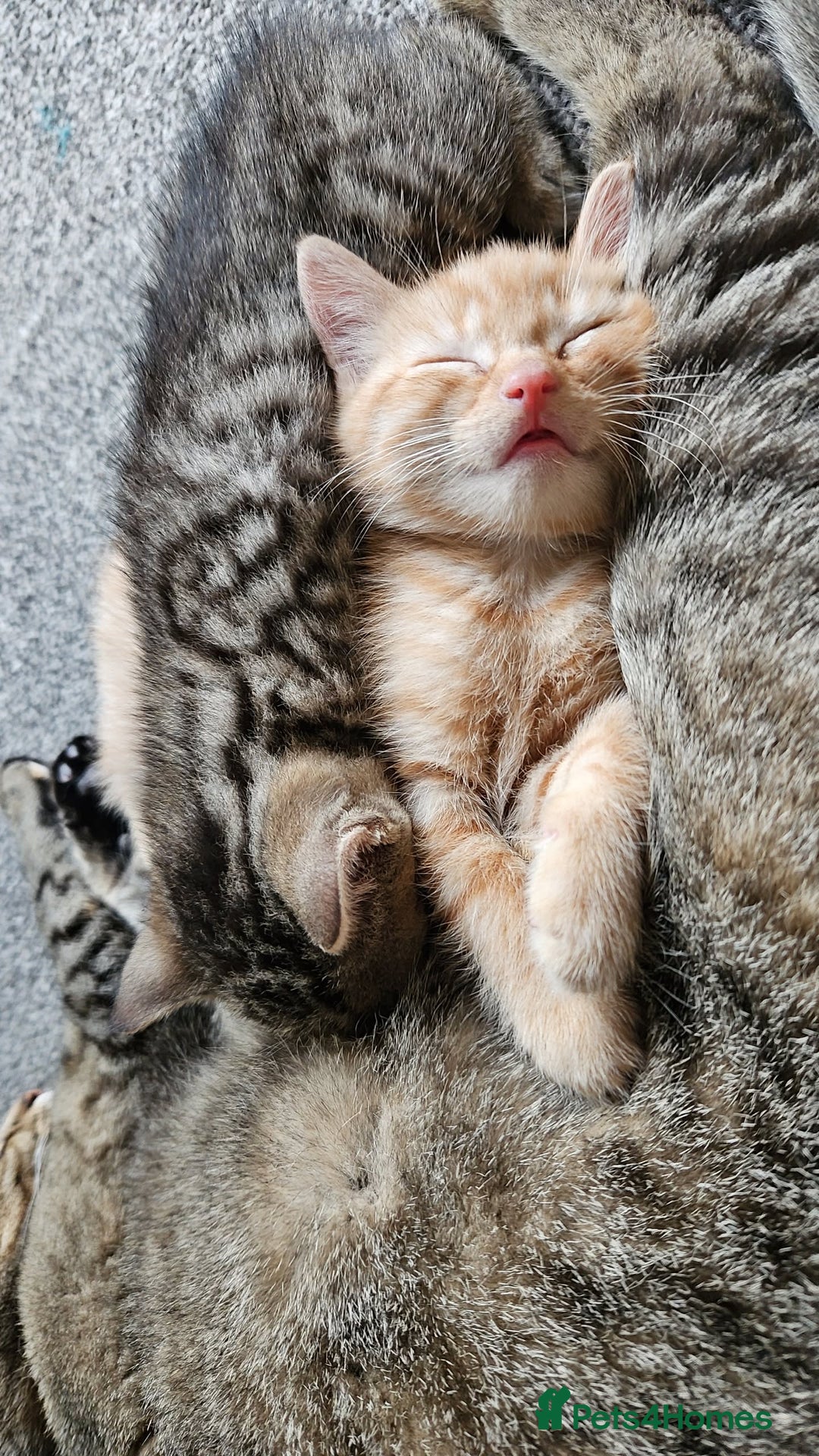 Bengal cats for sale: Beautiful Kittens for Sale - Image 11