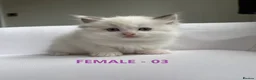 Ragdoll cats for sale: GCCF RAGDOLLS AVAILABLE in Bridgwater - Advert 8