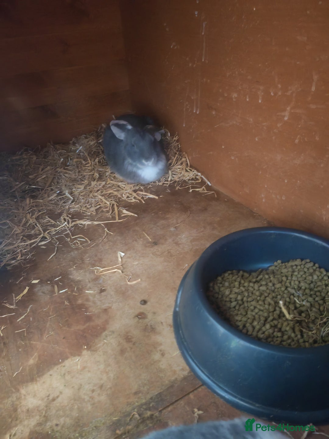 French Lop rabbits for sale: French lop  - Image 8