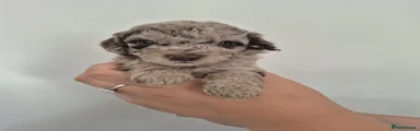Cockapoo 3