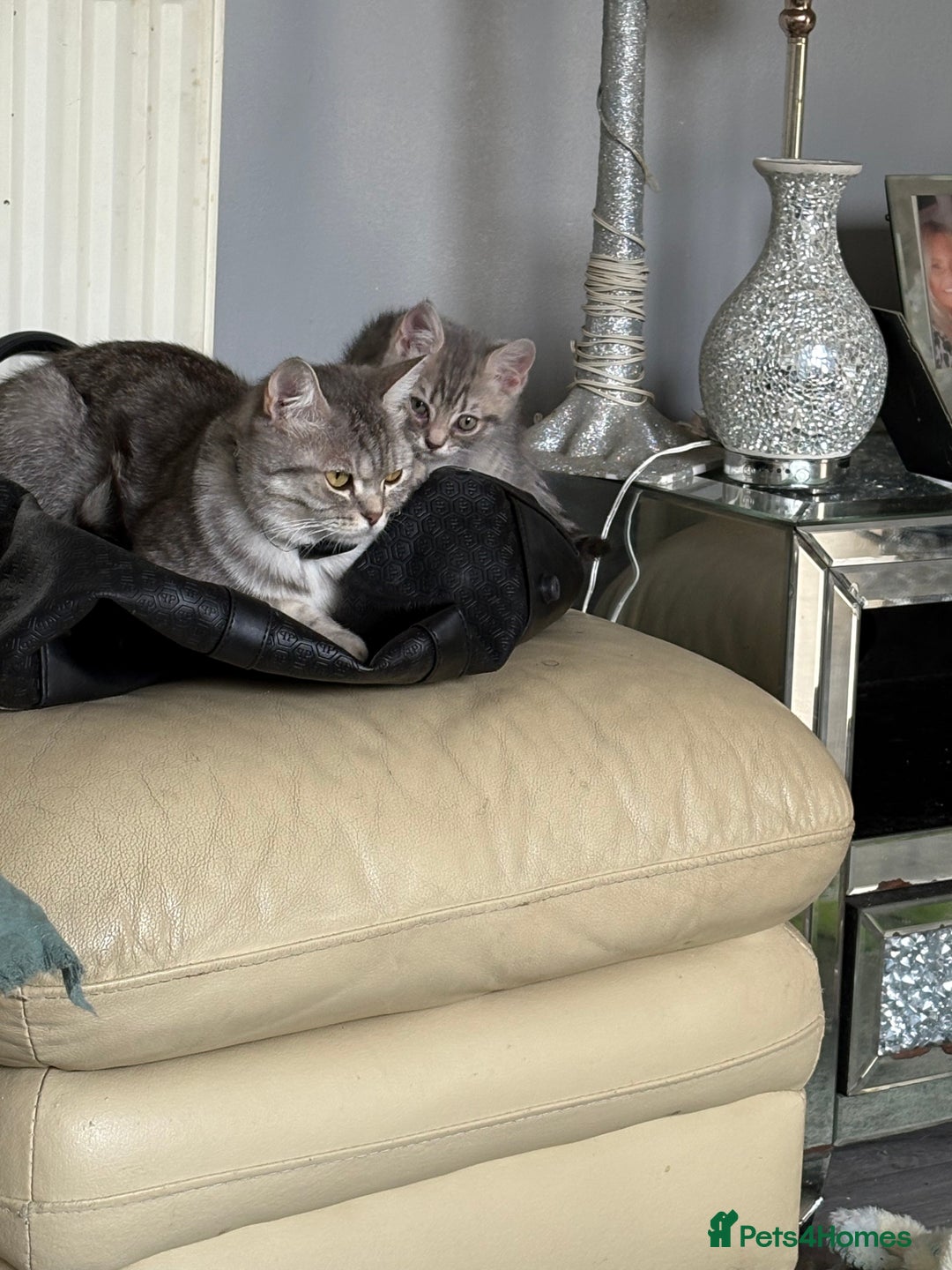 British Shorthair cats for sale: half british shorthair - Image 6