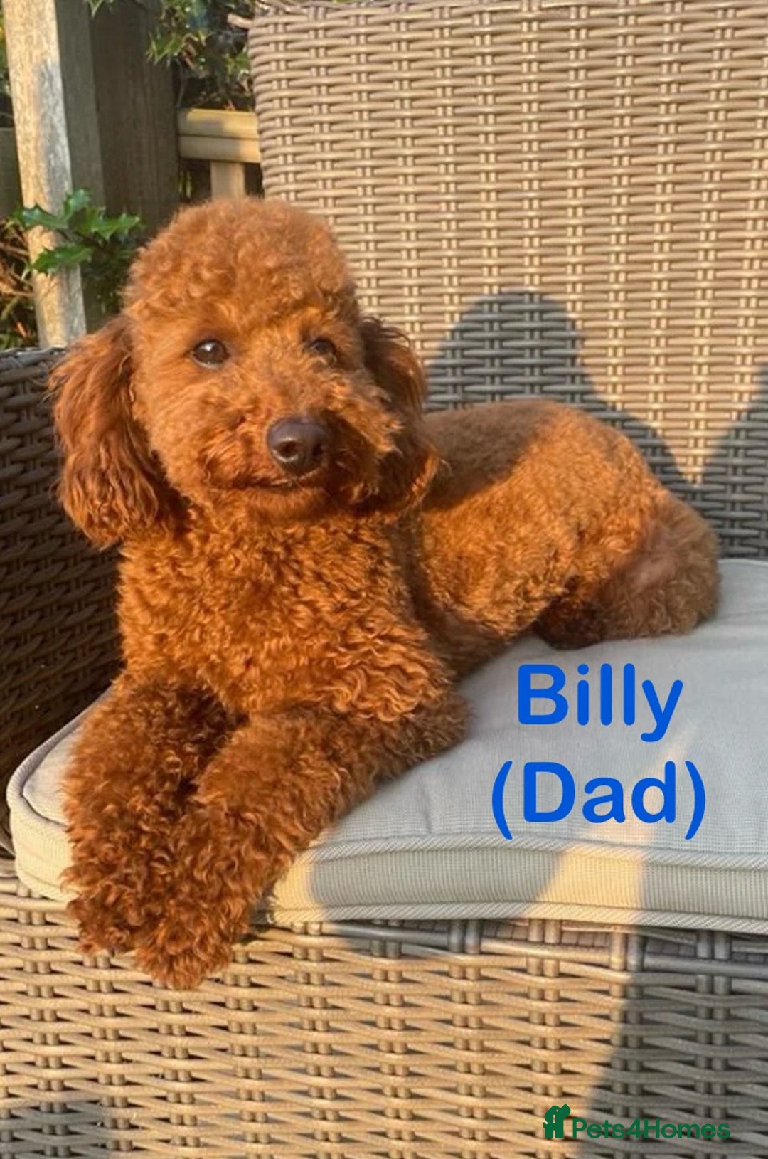 Cavapoo dogs for sale: Gorgeous F1B Cavapoo puppies  - Image 13