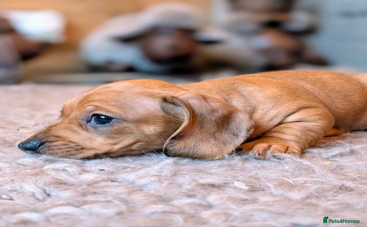 Miniature Dachshund dogs - Advert 2