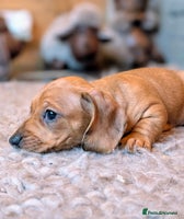 Miniature Dachshund dogs - Advert 4