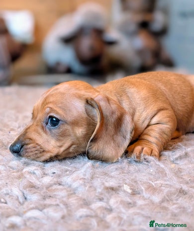 Miniature Dachshund dogs - Advert 2