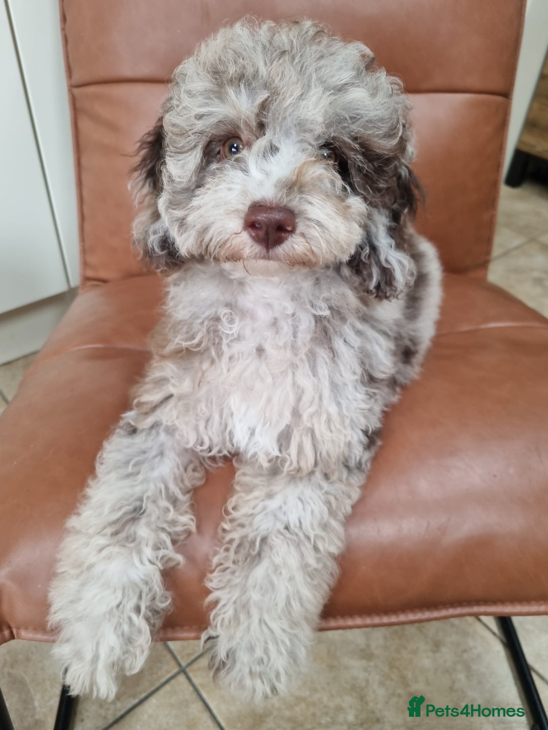 Toy Poodle dogs for sale: Stunning chocolate merle toy poodle girl! 16 weeks - Image 16