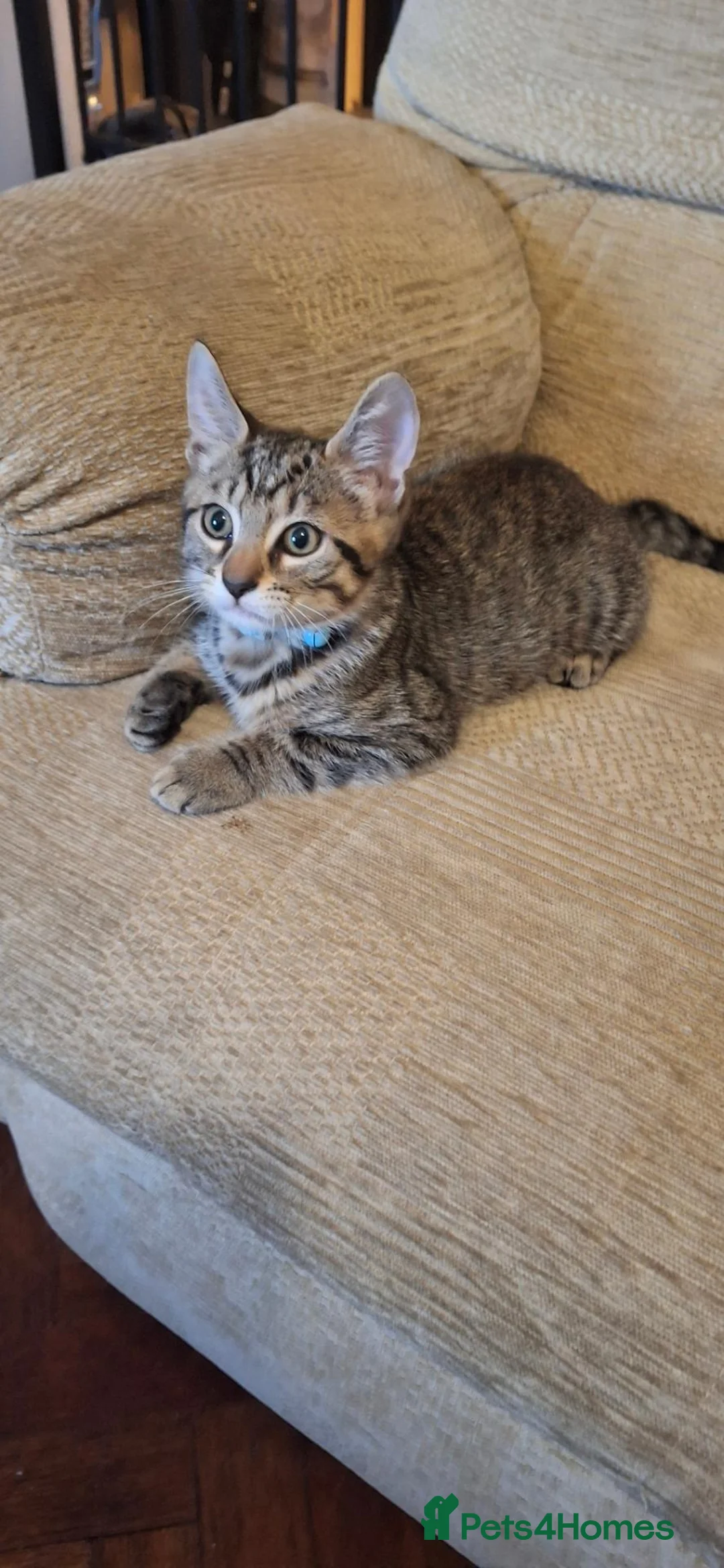 Mixed Breed cats for sale: Part Bengal Kittens - Advert 2