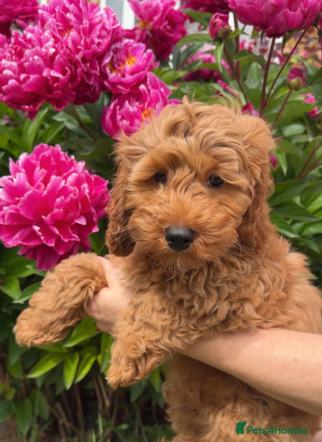 Cavapoo dogs for sale: Gorgeous f2b Cavapoo Puppies Ready to Leave - Advert 1