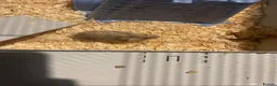 Hamster rodents for sale: Female hamster  in Preston - Advert 2