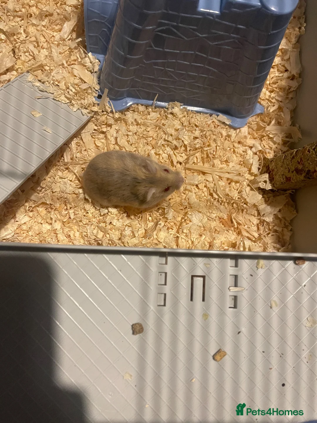 Hamster rodents for sale: Female hamster  in Preston - Advert 2