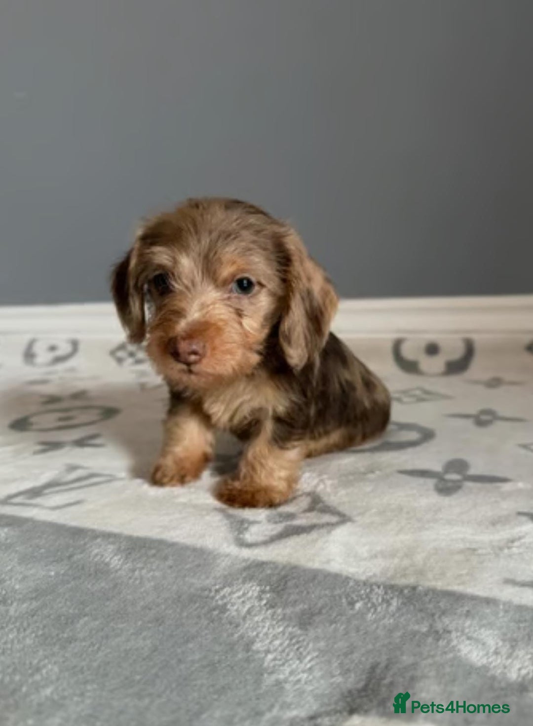 Miniature Schnauzer dogs for sale: MAGNIFICENT MINIATURE SCHNAUZER PUPPIES - Advert 5