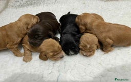 Cocker Spaniel dogs for sale: Adorable Show Cockers - Image 2