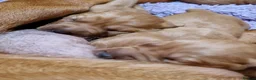 Labrador Retriever dogs for sale: KC REGISTERED FOX RED PUPPIES  in Bacup - Advert 5