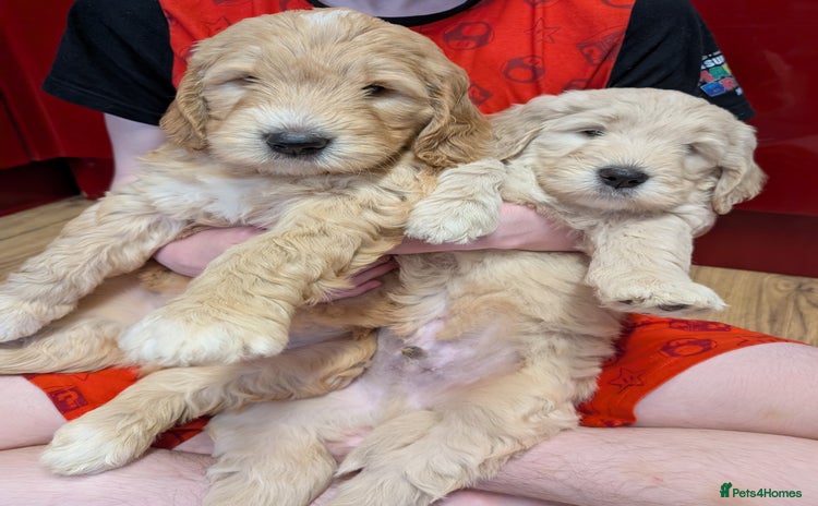Goldendoodle dogs - Advert 7