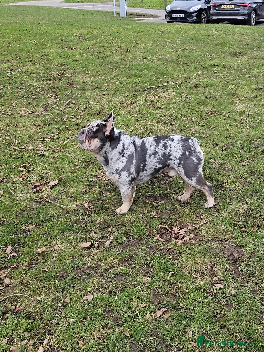 French Bulldog dogs for stud: Stunning blue merle 2year old stud - PROVEN in Lichfield - Advert 8