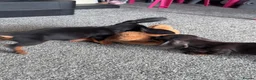 Miniature Dachshund dogs for sale: 2 pups left!  🐾 KC Miniature Dachshund Puppies 🐾 - Advert 5