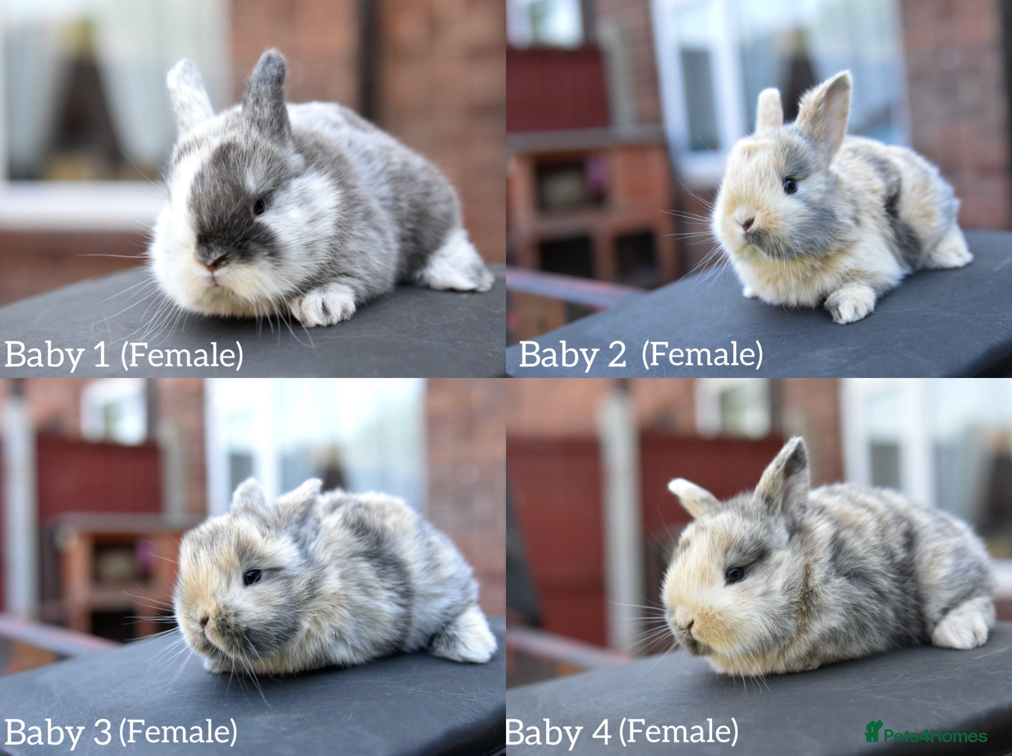 Lionhead rabbits Baby Lionhead x Lops Looking For New Home - Advert 1