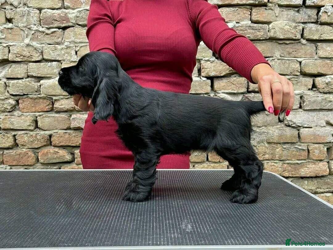 Cocker Spaniel dogs for sale: 🔥⚡️🐕Cocker spaniel 🌟🔥puppies 🐶  - Image 5