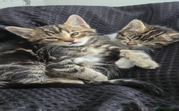 Bengal cats for sale:  Bengal with long haired blk & white kittens - Image 25