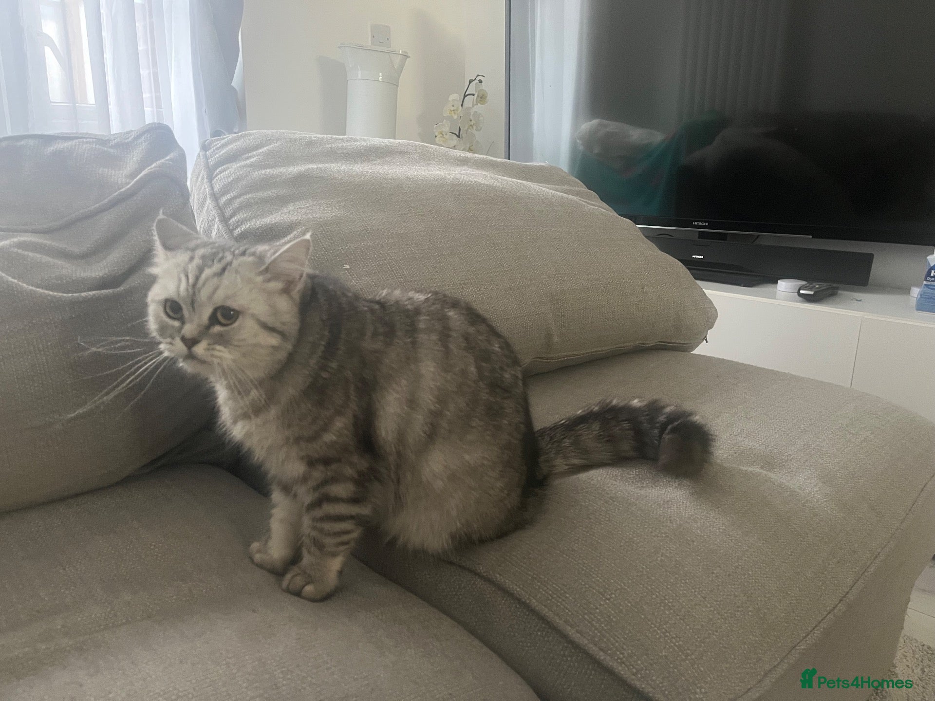 British Shorthair cats British Shorthair Silver Mackerel Tabby  - Advert 1