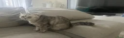 British Shorthair cats for sale: British Shorthair Silver Mackerel Tabby  - Advert 1