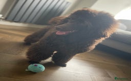 Miniature Poodle dogs for sale: Chesie – From Inter Champion Parents 💖 - Image 8