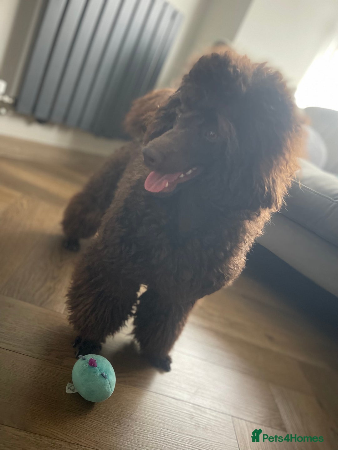 Miniature Poodle dogs for sale: Chesie – From Inter Champion Parents 💖 - Image 8