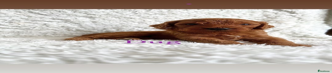 Dug - Purple collar