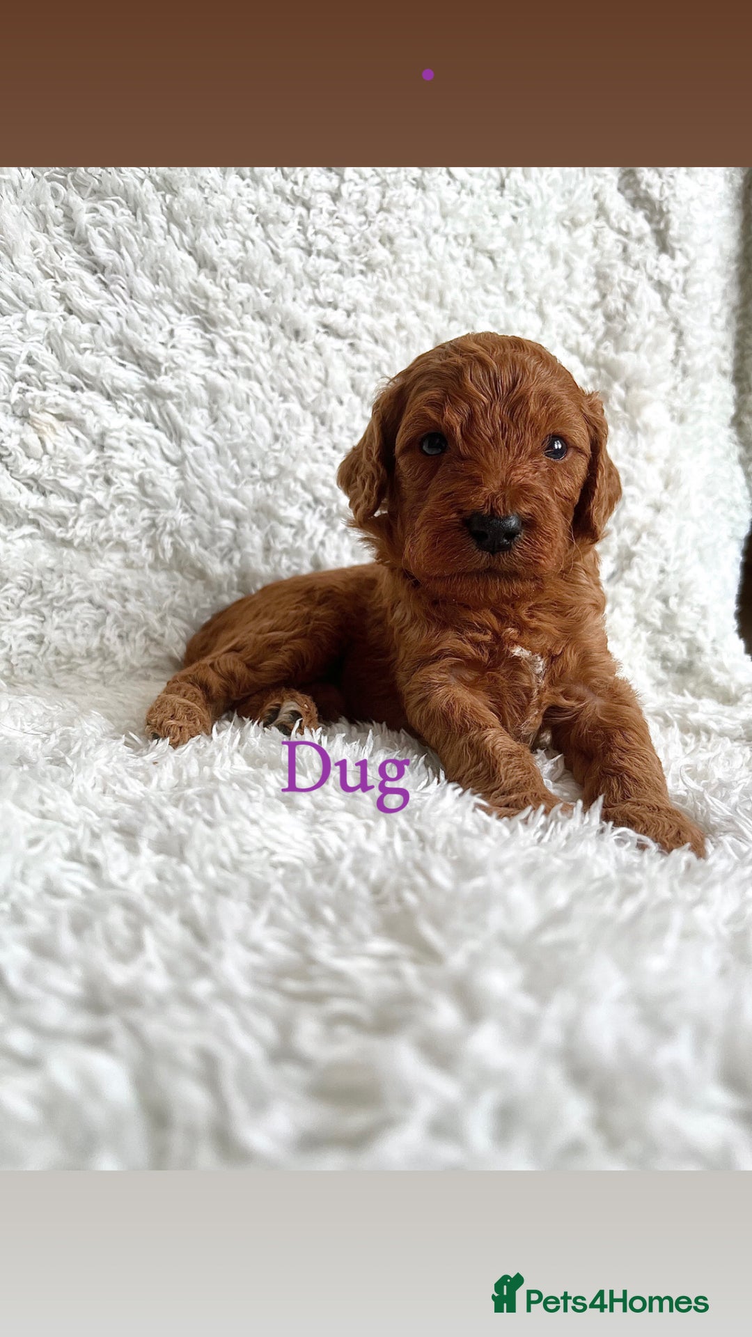 Cockapoo dogs for sale: F2B Red Cockapoos **BOTH PARENTS DNA CLEAR** - Image 29